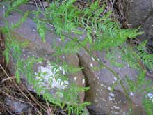 Climbing Asparagus