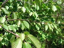 Flowering Cherry