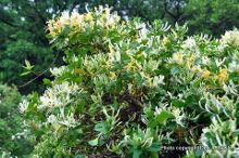 Japanese Honeysuckle