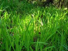 Montbretia