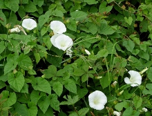 Convolvulus (Bindweed)