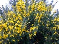 Gorse